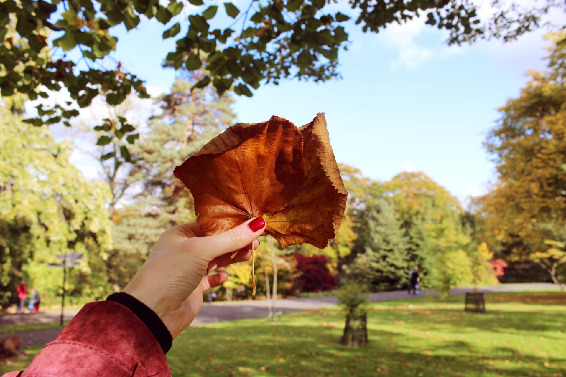 autumn leaves glasgow