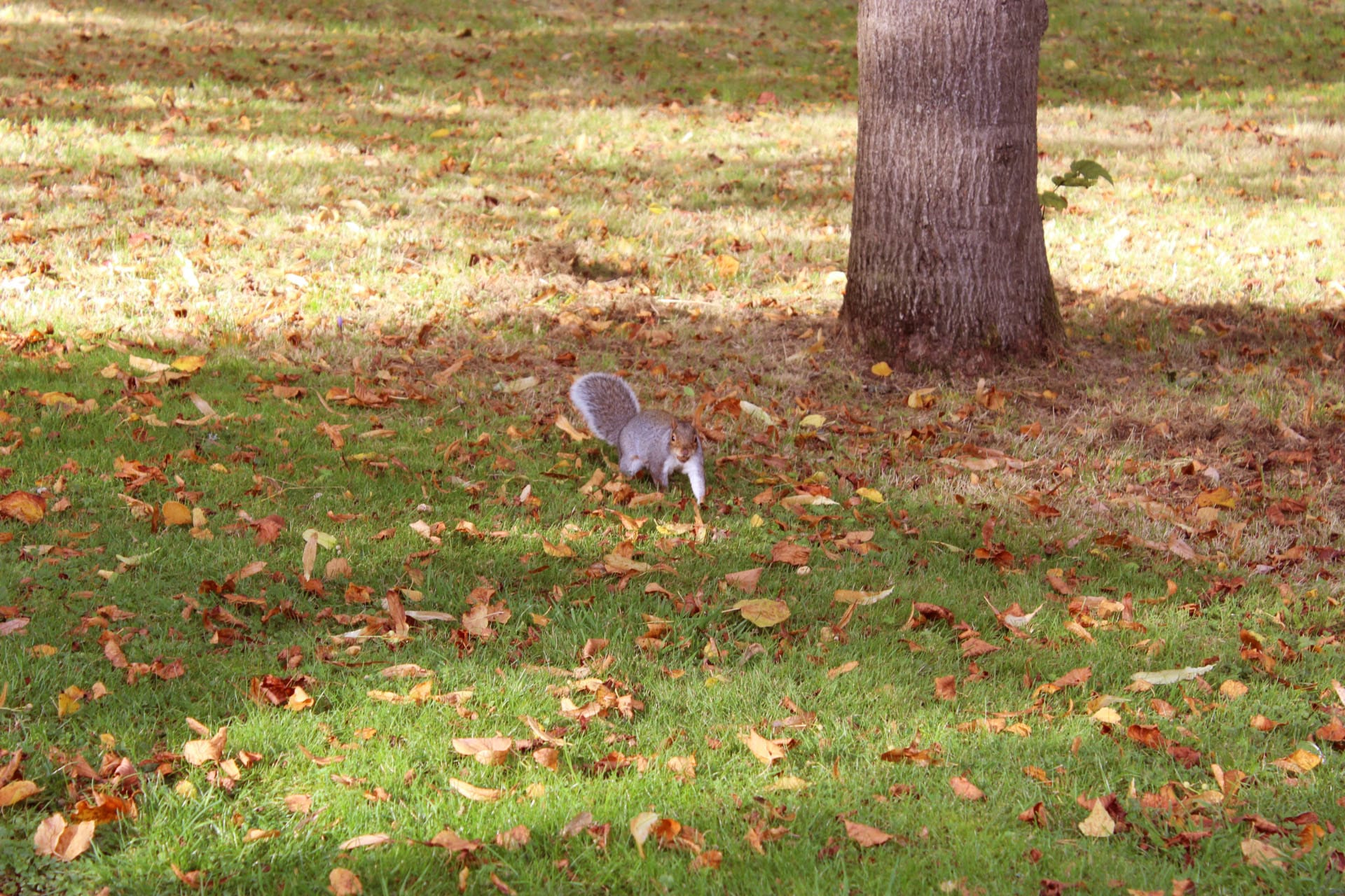 grey squirrels glasgow botanic gardens