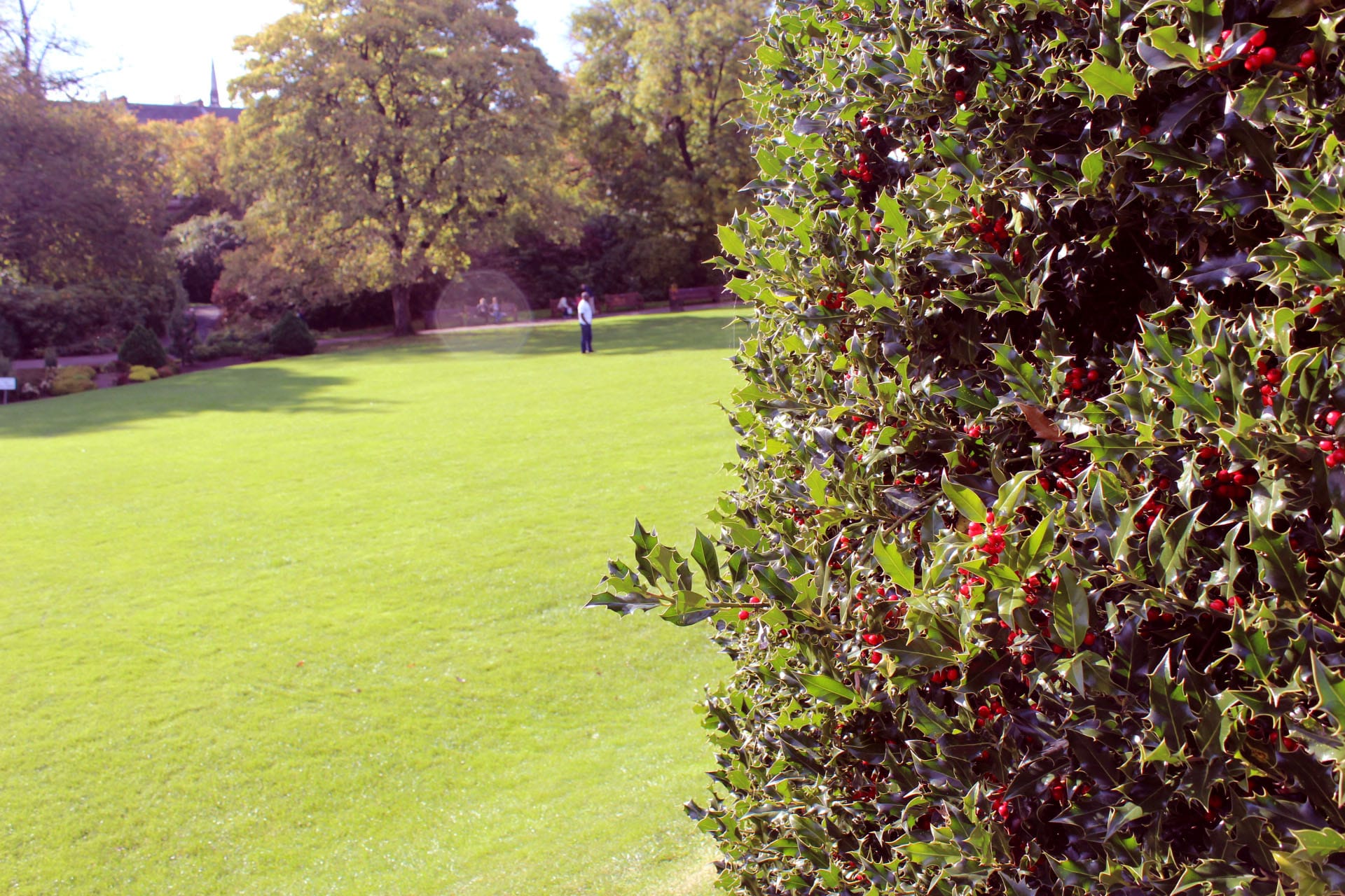 holly tree glasgow botanic gardens