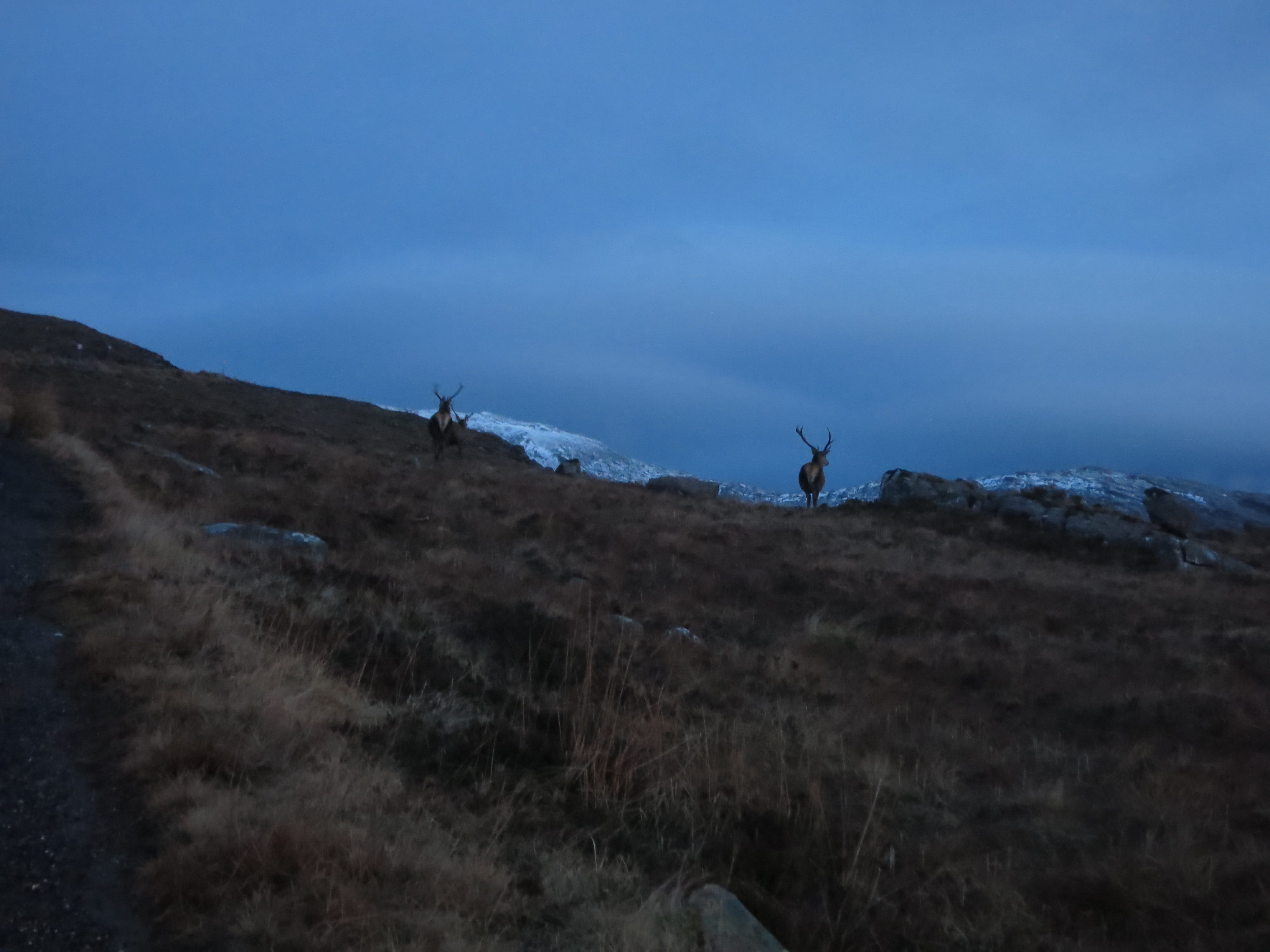 Wild stag scotland