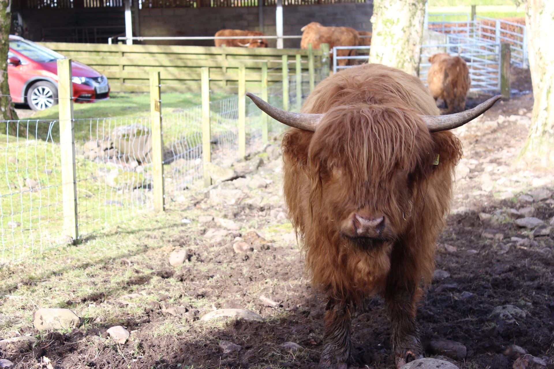 highland cow