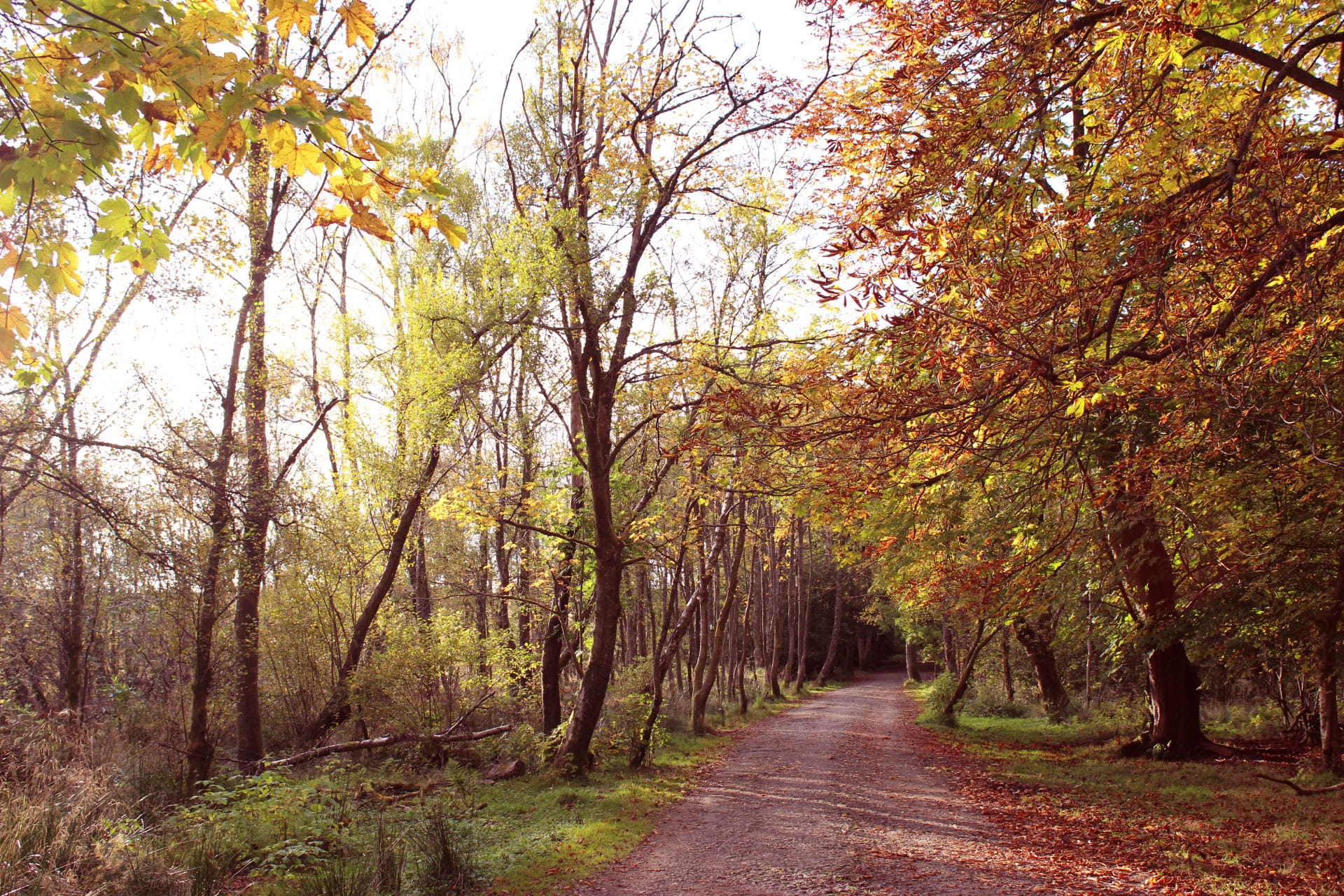 autumn-in-glasgow