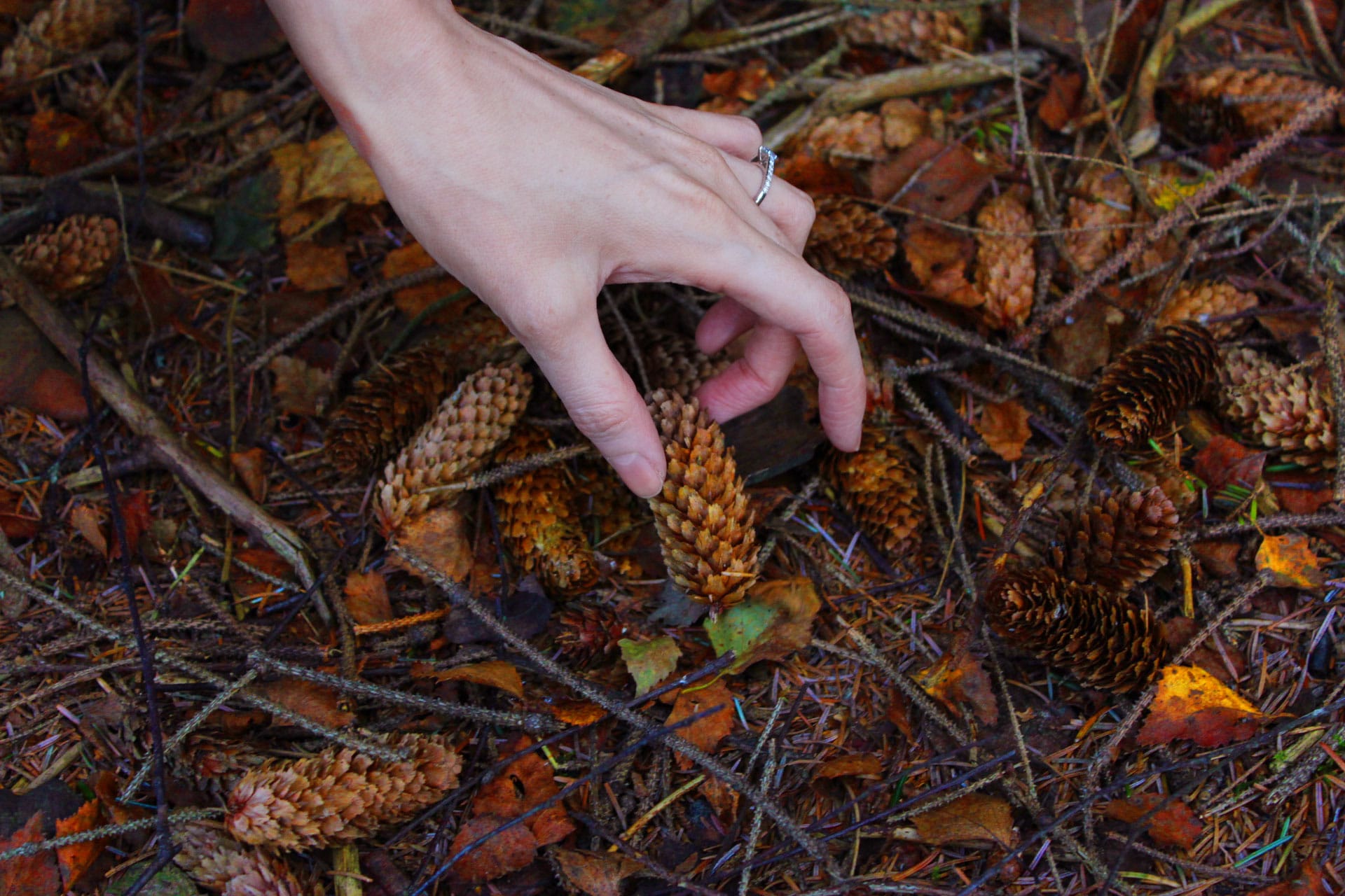 autumn-conker-picking-scotland