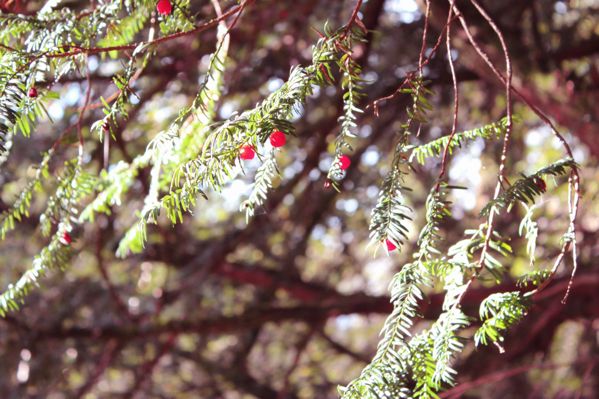 autumn-walks-scotland-web