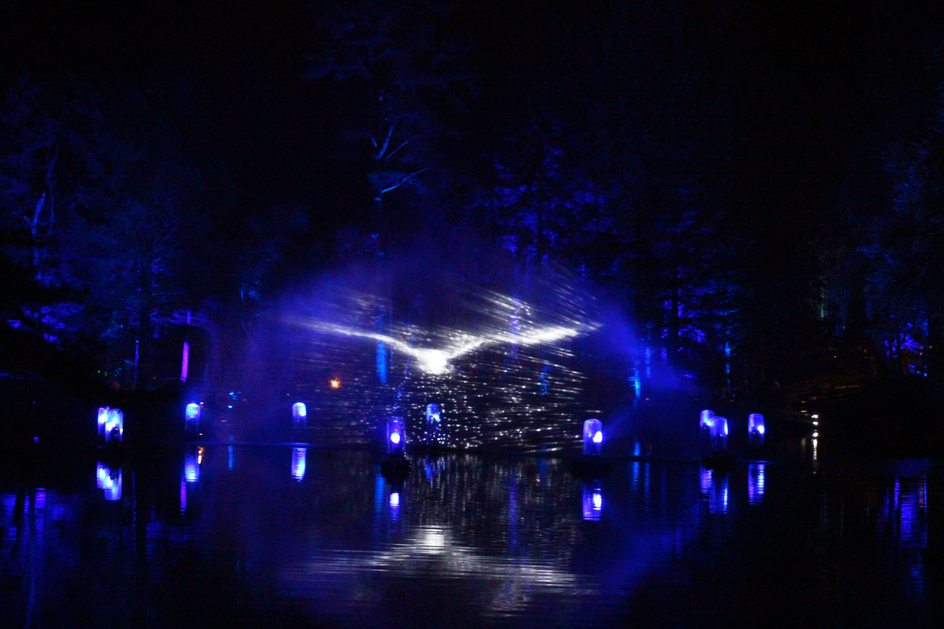 the-enchanted-forest-light-display